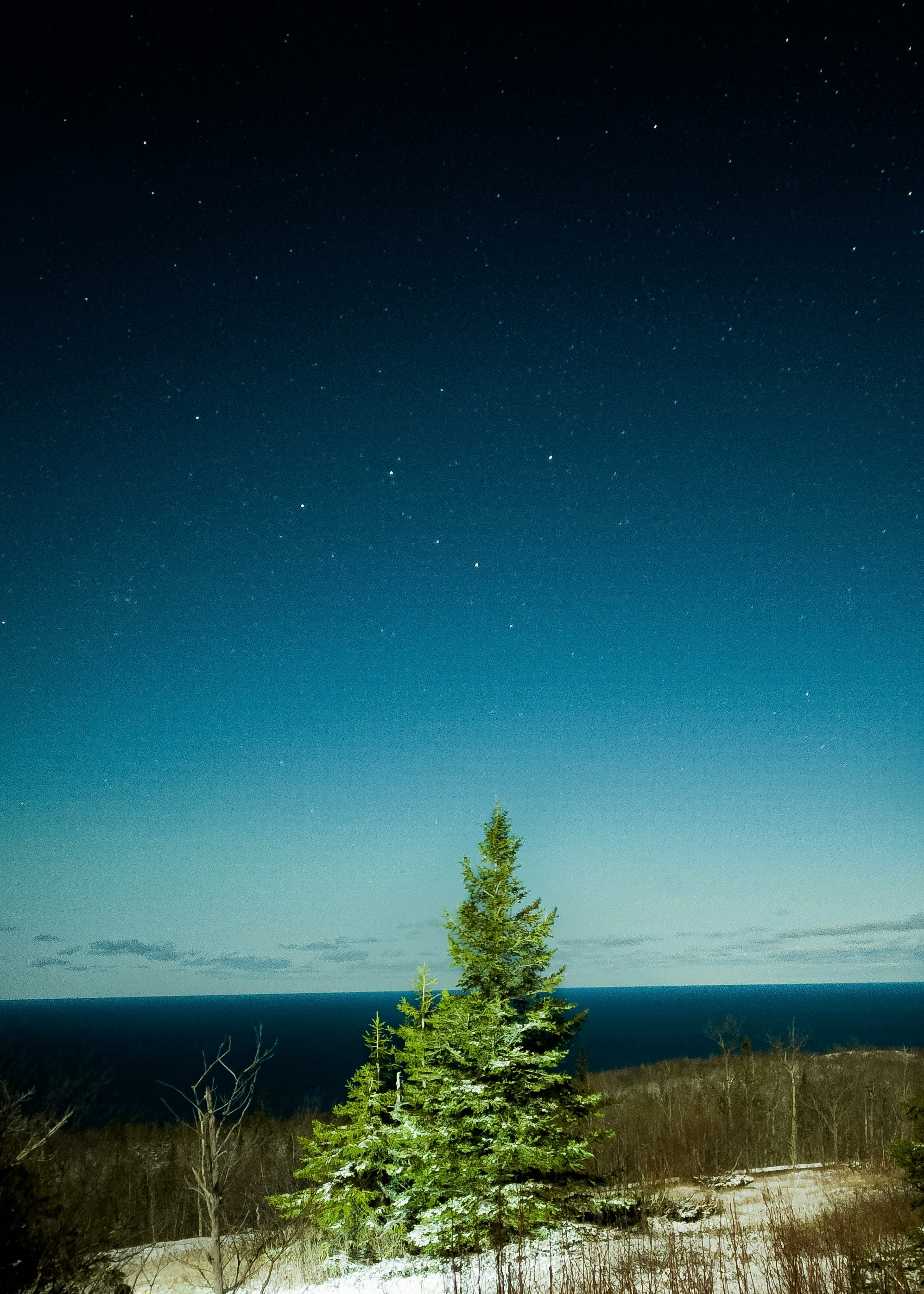 green pine tree under blue sky during night time